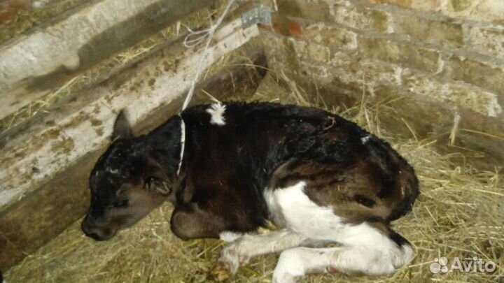 Бычки и телки