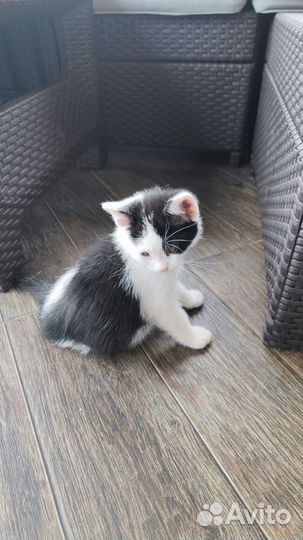 Котенок мальчик в добрые руки