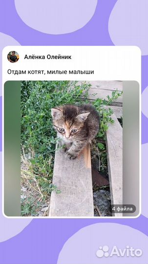 Котята в добрые руки