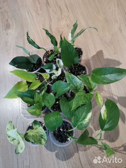 Сциндапсусы и эпипремнумы