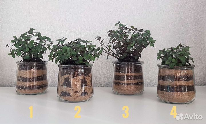 Каллизия ползучая (Каллизия Репенс)