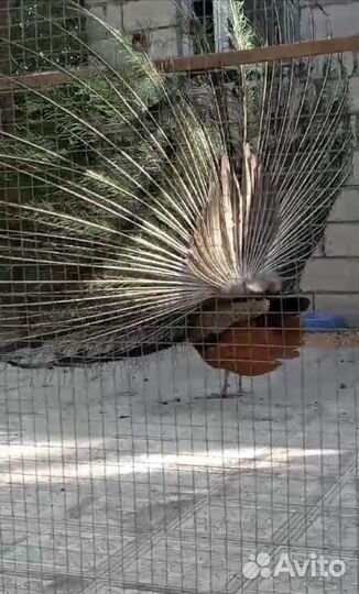 Палвлин самец