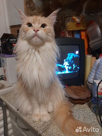 Продаются котята мейн-кун