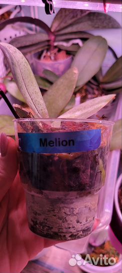 Орхидея фаленопсис парфюмерная фабрика