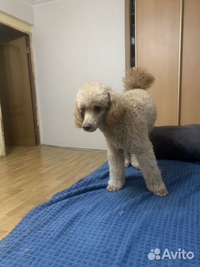 Собака мини пудель вязка ищем девочку