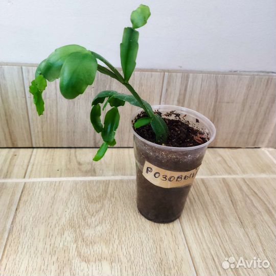 Декабрист шлюмбергера