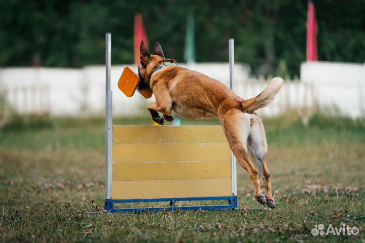 Дрессировка собак