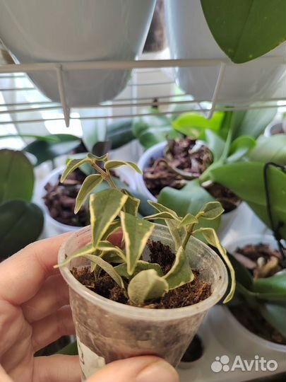 Хойя белла альбомаргината, мультифлора