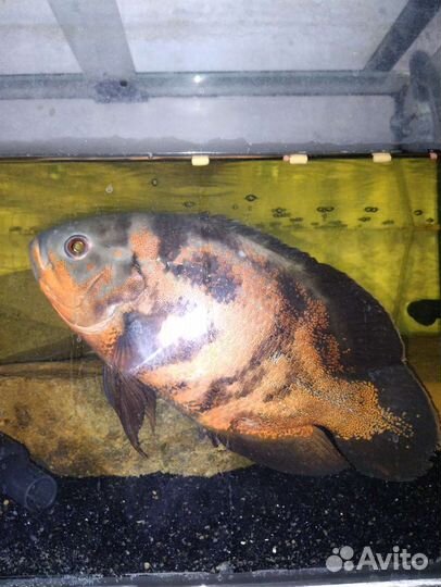 Астронотусы