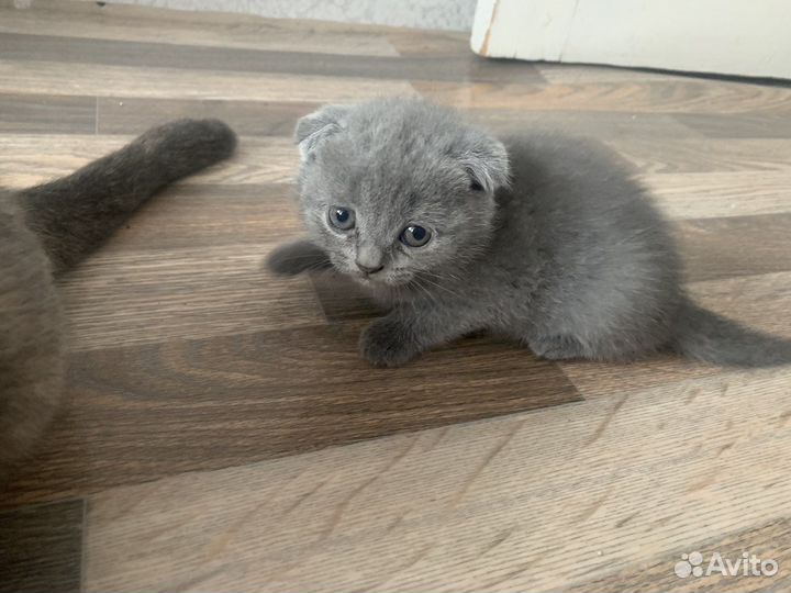 Шотландские котята
