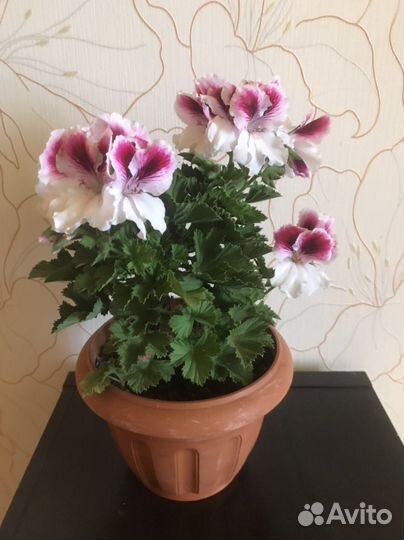 Пеларгония герань зональная, королевская