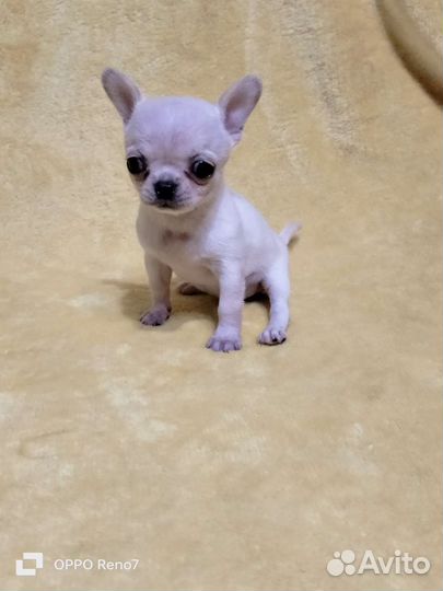 Кукольные чишки