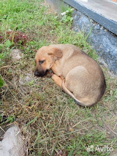 Спасите щенков