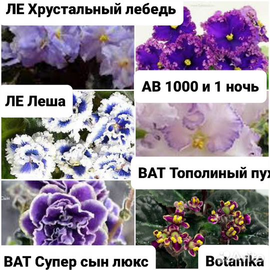 Фиалка цветущие