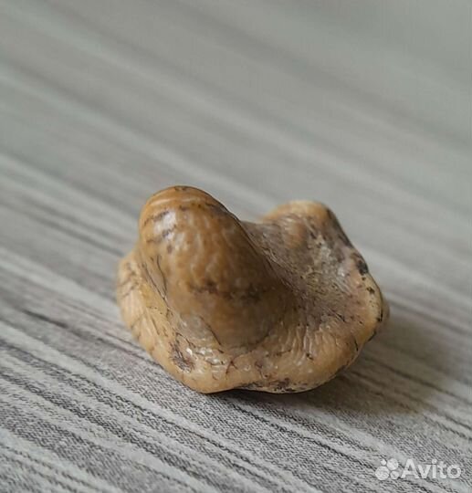 Зуб акулы Ptychodus.Окаменелость