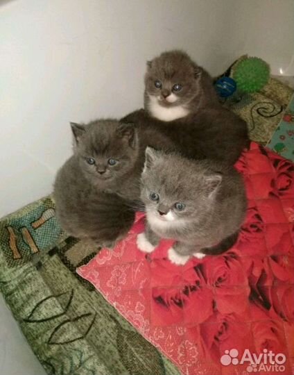 Шотландские котята