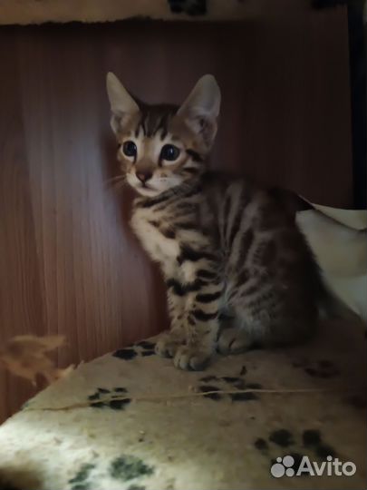 Бенгальские котята