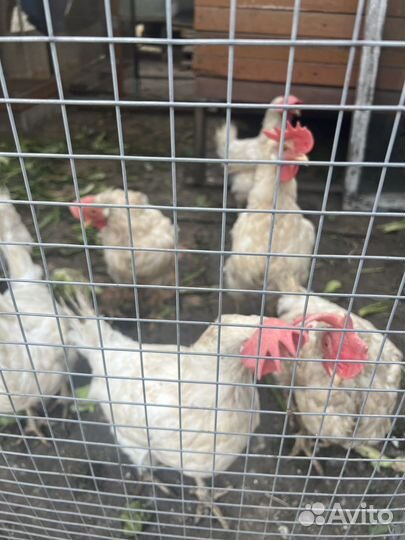 Куры несушки