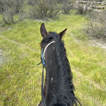 Лошадь меринь