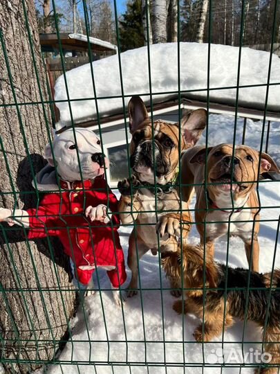 Услуги кинолога