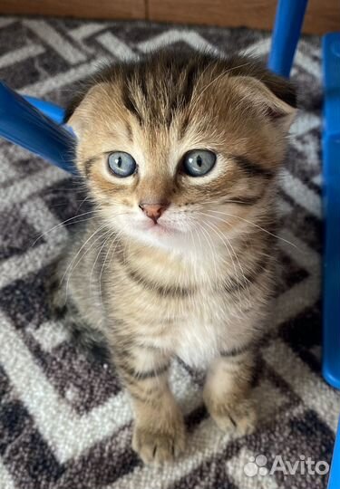 Шотландские котята