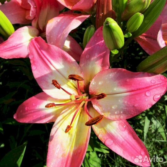 Лилия саженцы Лоллипоп