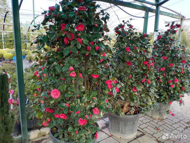 Камелия японская крупномер 345435мск