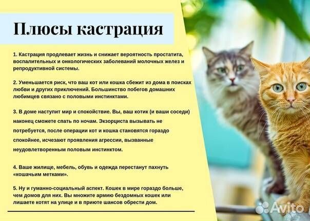 Кастрация котов