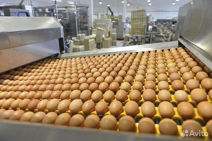 Сортировщик продуктов / Вахта Пермь