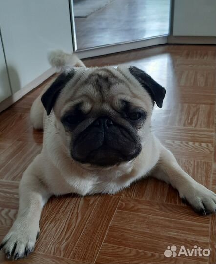 Мопс вязка мальчик