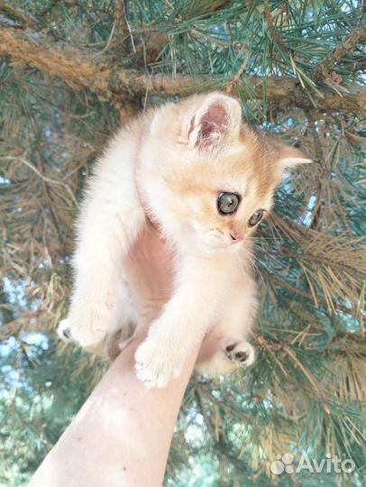 Красавец кот