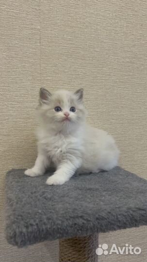 Котята регдолл