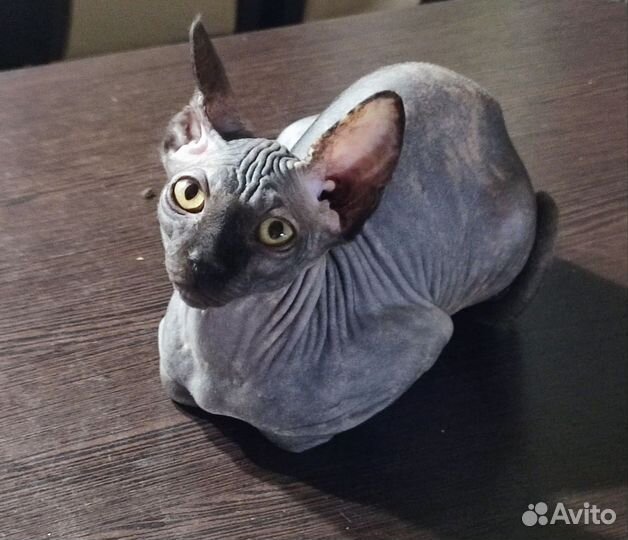 Консультации для всех - Канадского сфинкса котята