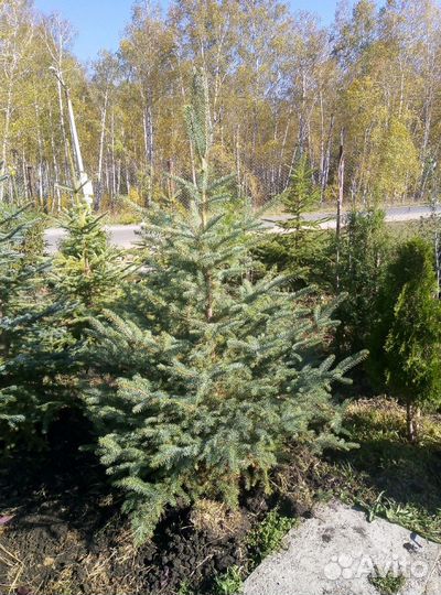 Ель голубая