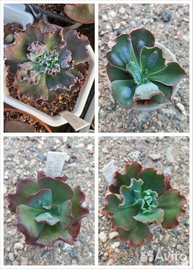 Эчеверии редкости и новинки