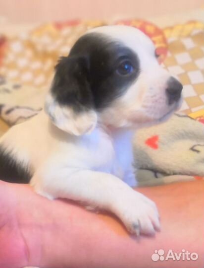 Маленькая собака