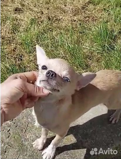 Чихуахуа mini мальчик редкие голубые карие глаза