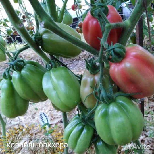 Элитные сорта семена томатов,семена помидор