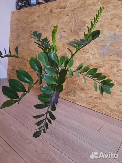 Замиокулькас