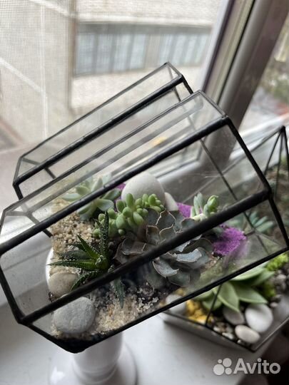 Флорариум. Цветы. Подарок