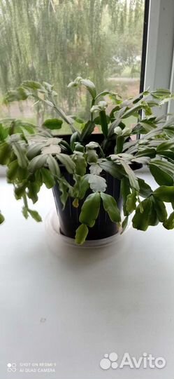 Цветок декабрист.Молодое растение