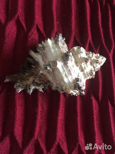 Морские ракушки раковины