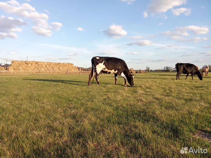 Продам коров