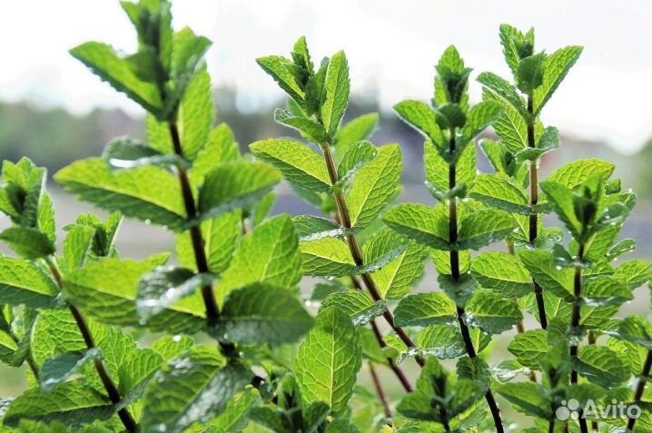 Растения для сада. Мята сортовая
