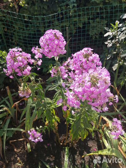 Многолетние цветы продаю или меняю