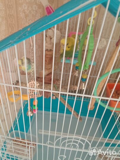 Волнистый попугай