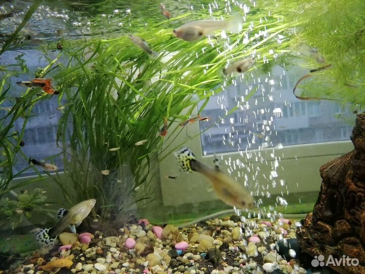 Продам гуппи девочек