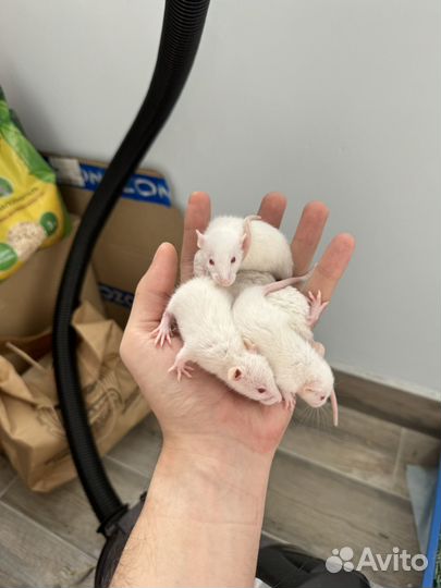 Крысята дамбо