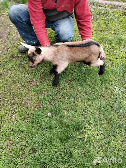Чешско альпийские козлята на племя