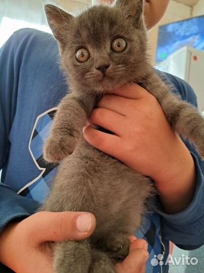 Кошка в дар